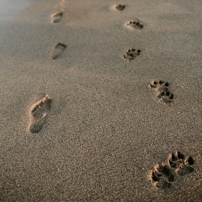 man and dog foot prints